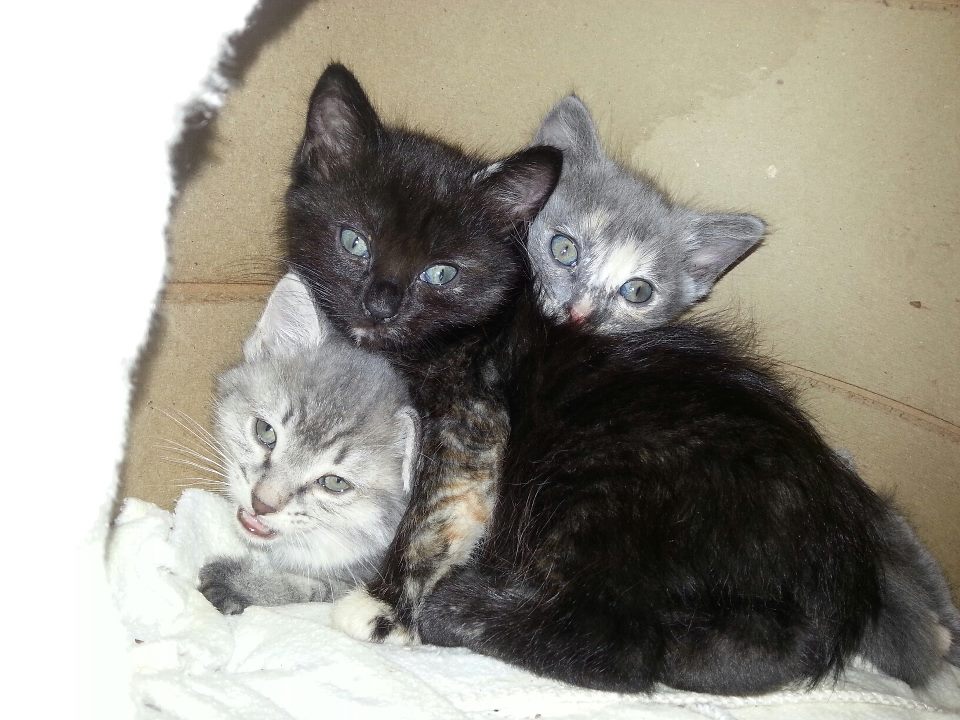 Cat Pile. Cute Kittens Alert.  Too adorable for just us to enjoy. <a href="/CatSpotLitter/">CatSpot</a> #ThursdayThoughts #kittens #cats  #CatsOnTwitter #CuteCats