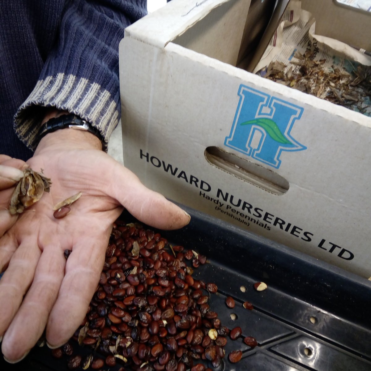 HowardNurseries's tweet photo. Coffee beans or seeds? Wet job day sorting seeds of Acanthus Mollis. #seeds #seedsaving #acanthusmollis #seedsnow #propagation #propagationinprogress #protectingplantsforwinter https://t.co/n4uZ68UApg