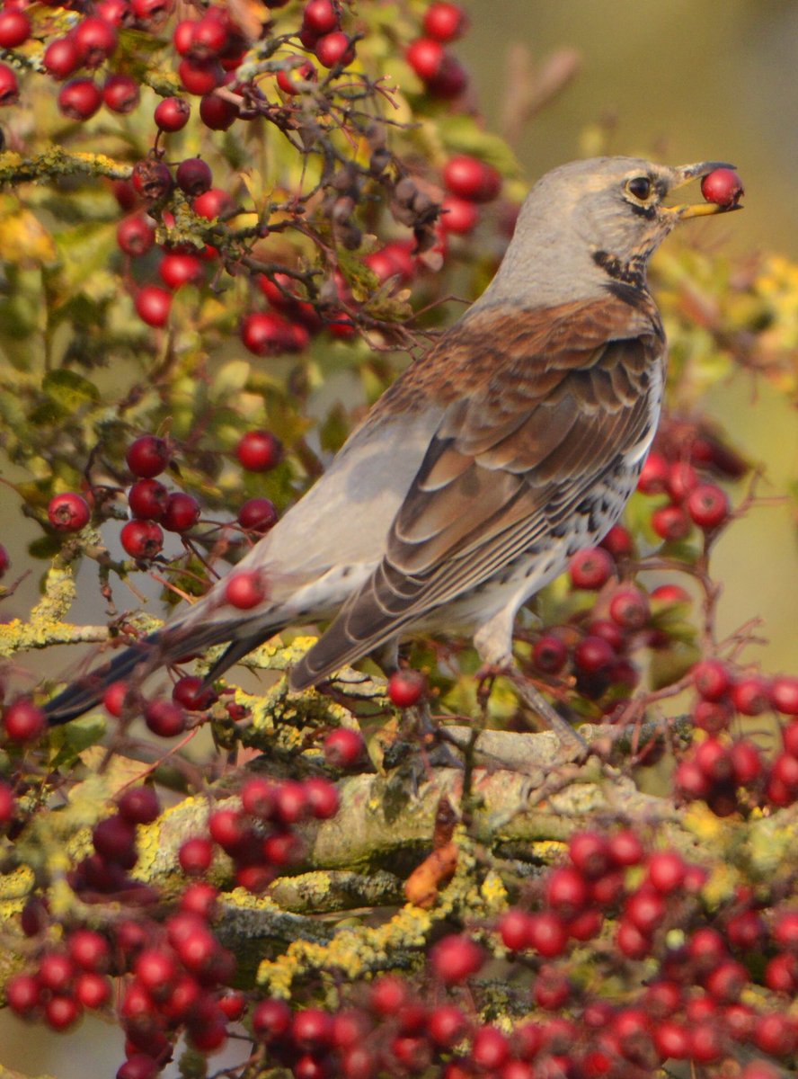 Rekken, strekken én de bes is binnen...#kramsvogel #Lauwersmeer.