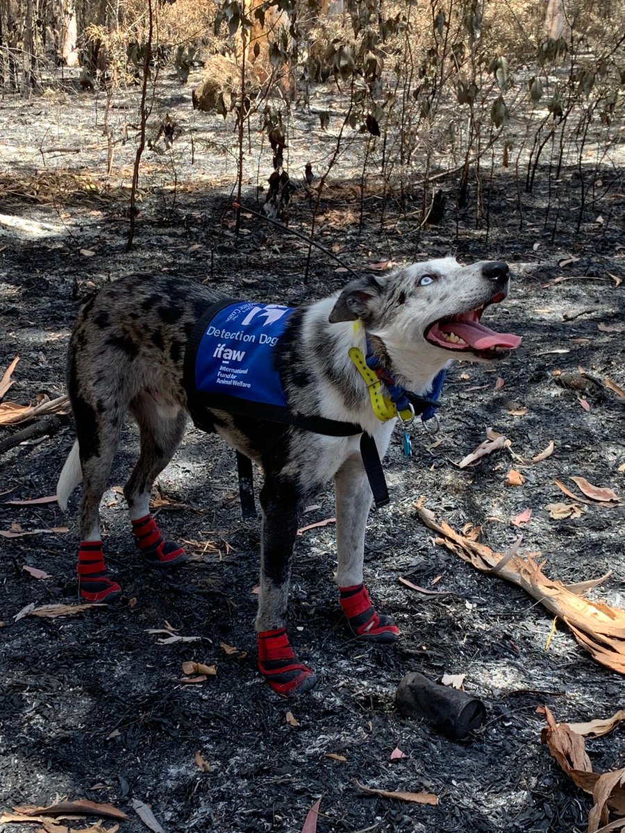 Detection dog Bear wears protective red booties as he stands in an area burned by bushfires.