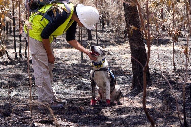 A handler in safety gear bends down to pet detection dog Bear on his head.