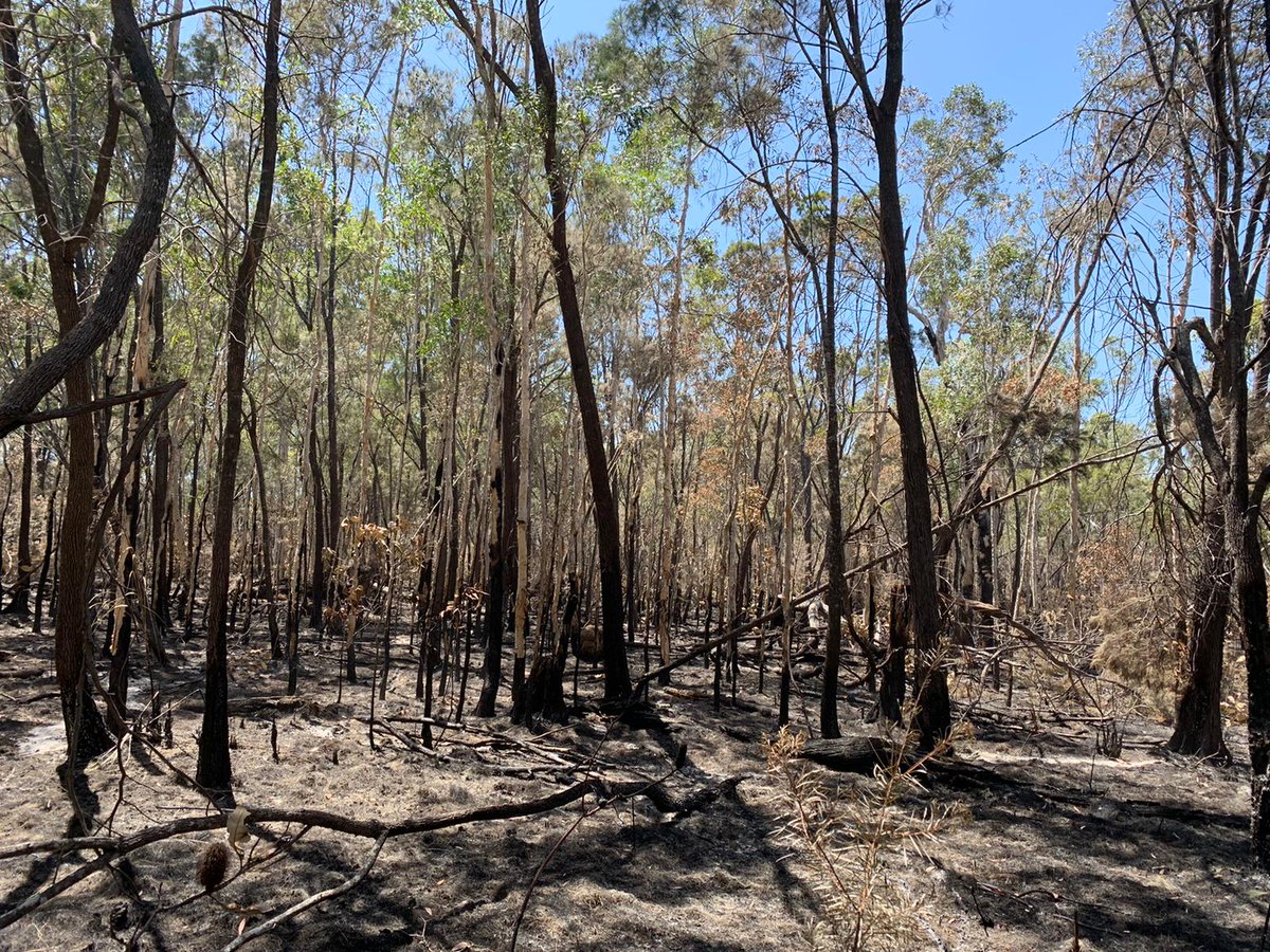 A group of trees are scorched by bushfire in Australia.