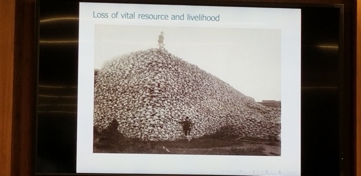 Not just the decimation of the bison, but also the removal of tribal lands for the Gold Rush and railroad led to the displacement & genocode of Native people.The second photo is a picture of bison skulls. 