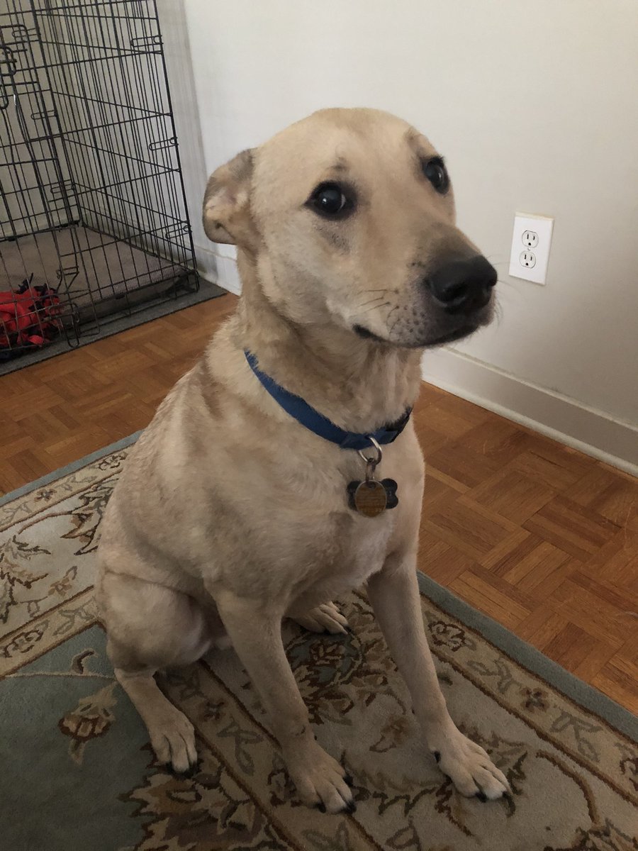 CurrAnatomy's tweet photo. My day began with an urgent dash to the vet for this sweet angel and now 3hrs later heβs home safe with meds, a new diet, and strict monitoring for a few days. Itβs crazy the impact a furry friend can have on you. So happy heβs ok! #PhDog #LoveHim #MightyMidas π https://t.co/C2BJWd8zXr
