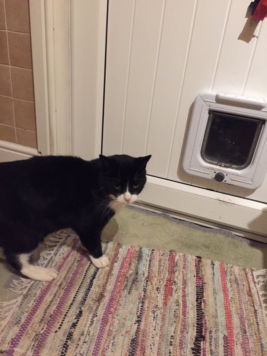 #ThursdayThoughts Third time in last half hour Felix has sat by door asking to go out. Each time he sees the rain and changes his mind. Can’t help but feel for everyone affected by local flooding now it’s tipping it down again #southyorkshirefloods
