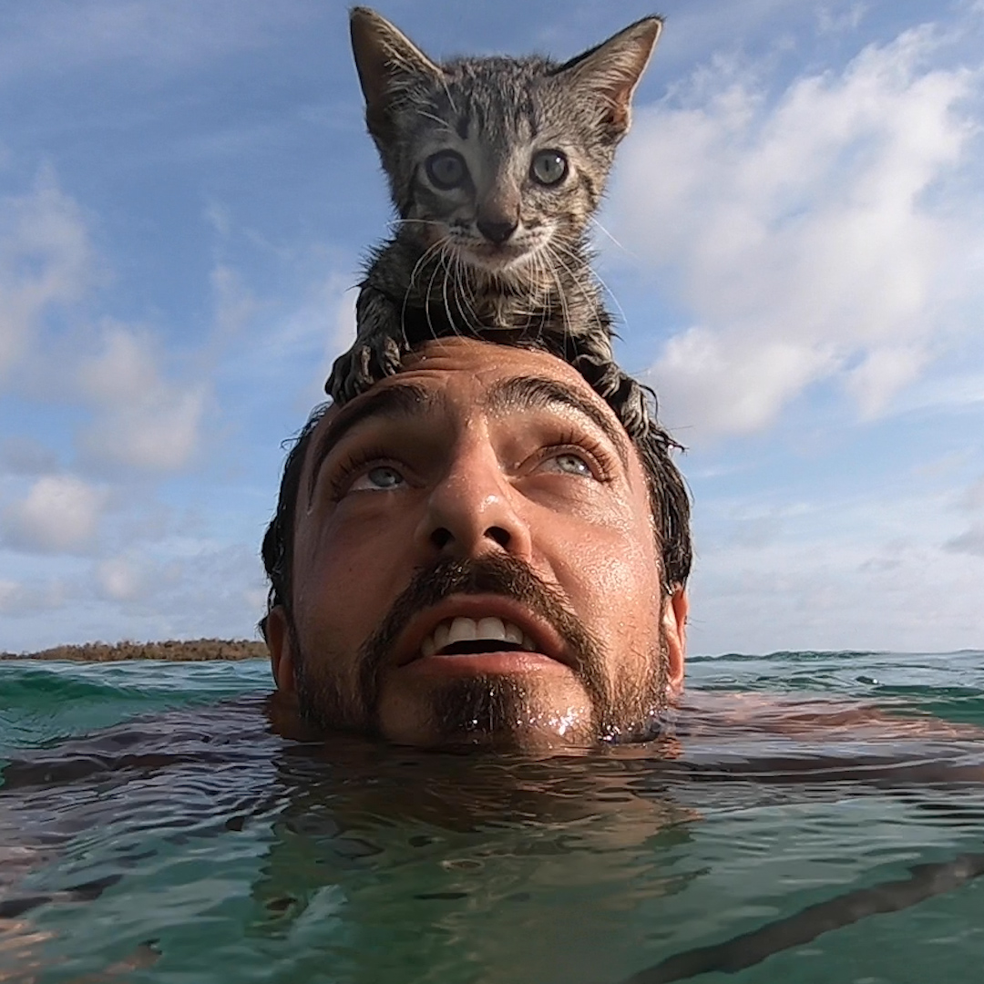 Are cats the new dogs? ;)