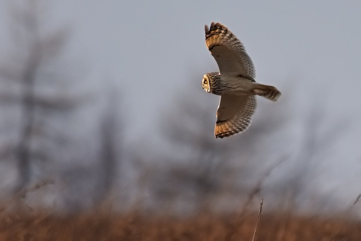 MothClark's tweet photo. Working on my 2020 calendar (that I inflict on a few relatives & friends each year) I came across this pic of a #shorteared #owl, from last Feb in #Gloucestershire - I quite like it but one day I'll get the #SEO pic I'm after! Maybe this winter...?! https://t.co/iWI9gKZQ00