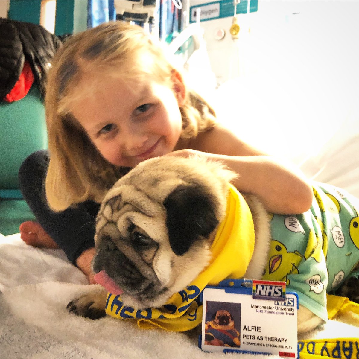therapypugalfie's tweet image. ‘Connie’ and ‘cuddles’ both start with ‘c’ and are both very nice - especially together! @Ward84dcOpd @RMCHosp @PetsAsTherapyUK shared with permission ✔️