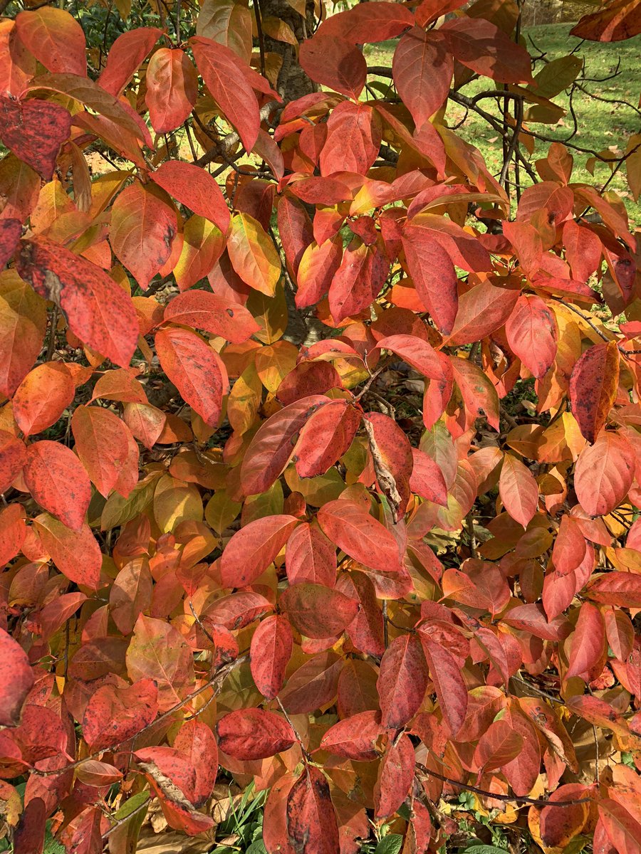 Still some fabulous colour hanging on despite the wind and rain. Nyssa sinensis is always a late autumn highlight.  
#holkerhall #cumbria #lakedistrict #autumn