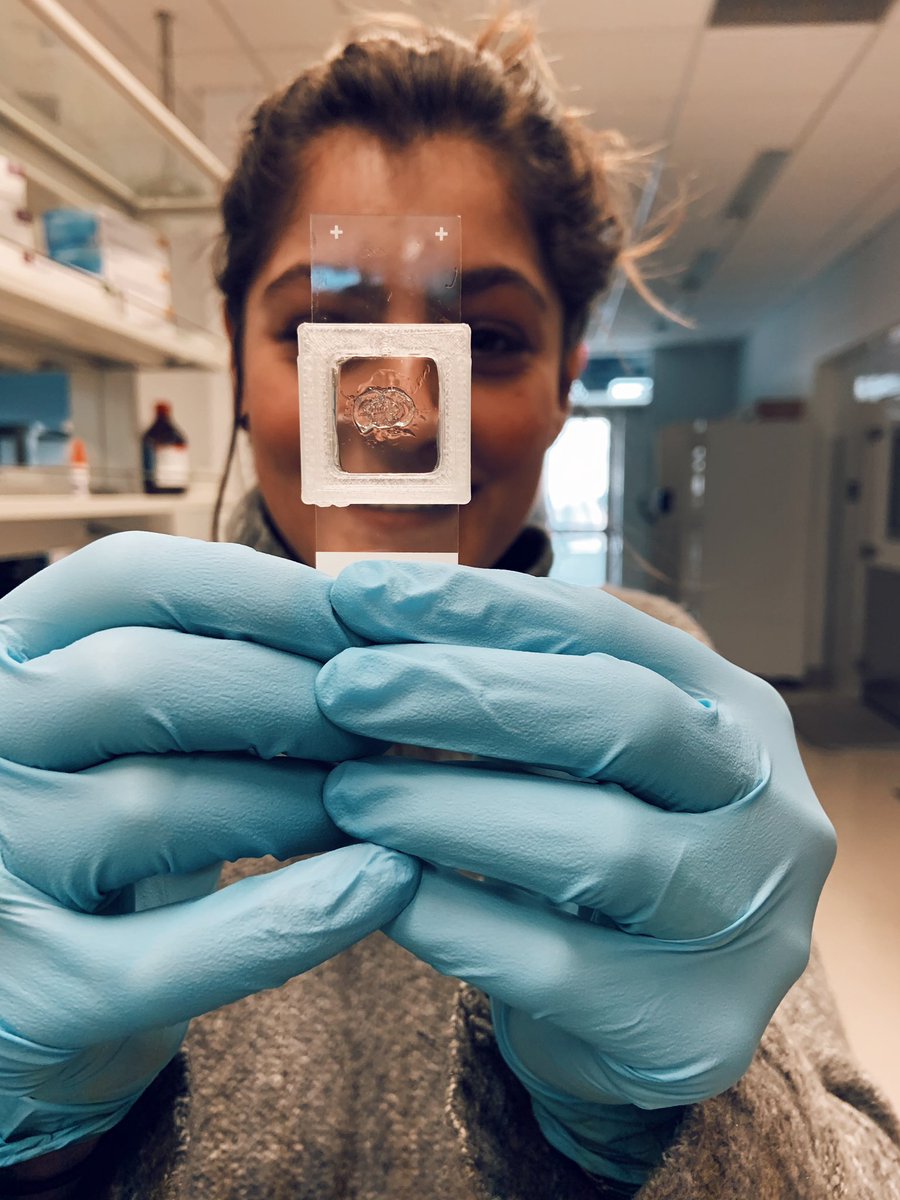 We made a mouse brain transparent using a clearing method, which will allow us to create a “3D” map of DA projections! Thank you to the photonics department of ASRC for helping us 3D print the chamber! #neuroscience #clearbrain <a href="/asrc_gc/">CUNY ASRC</a> <a href="/susana_mingote/">Susana Mingote</a>