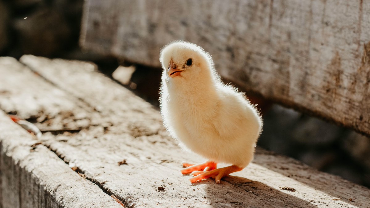 MurraysChicken's tweet photo. Every single one of @murrayschickens is slow-grown and Certified Humane. - @certifiedhumane #murrays #showusyourmurrays #murrayschickens #certifiedhumane https://t.co/t9bMYvFZlg