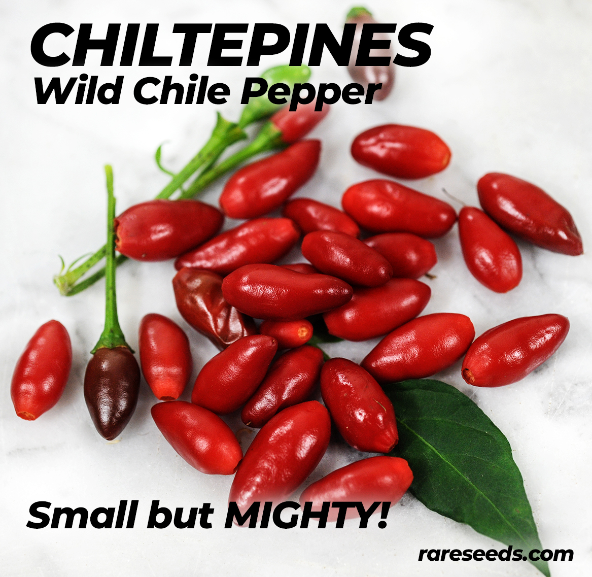 Baker Creek Seeds on Twitter "New for 2020 Chiltepines are native to