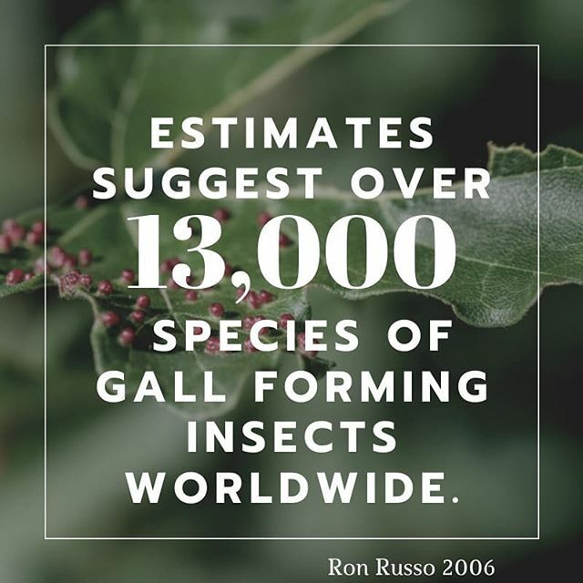 cecidologists's tweet photo. Estimates suggest over 13,000 species of gall forming insects worldwide. ---
That is the only number I could recall during my prelims.
#cecidology #gallsofinstagram #insectagram #gradschoollife #entomology #ecology https://t.co/5WjjS5D54z https://t.co/6l32pQSiKJ