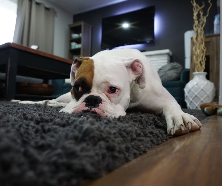 GatorAC's tweet photo. Part of taking care of your HVAC system when you're a pet owner is to be sure your pet is regularly groomed. Brush your pet outside and use grooming tools to get rid of excess hair to help prevent filter clogs from hair and dander. https://t.co/Tt23xQuxb4