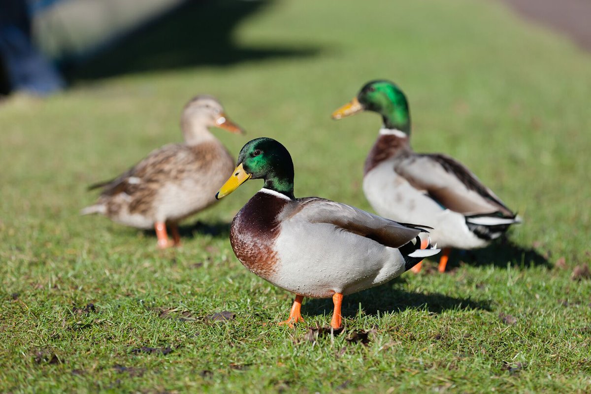 aslo_org's tweet photo. What do ducks have to do with urban pond eutrophication? #JournalistforaDay participant @SarahDPrince breaks down the science presented at #ASLO19 https://t.co/C9FfSfqRs5. Apply by 30 Nov for the next J for a Day at #OSM20! #ASLO_Bulletin https://t.co/fqJ6VFoSis