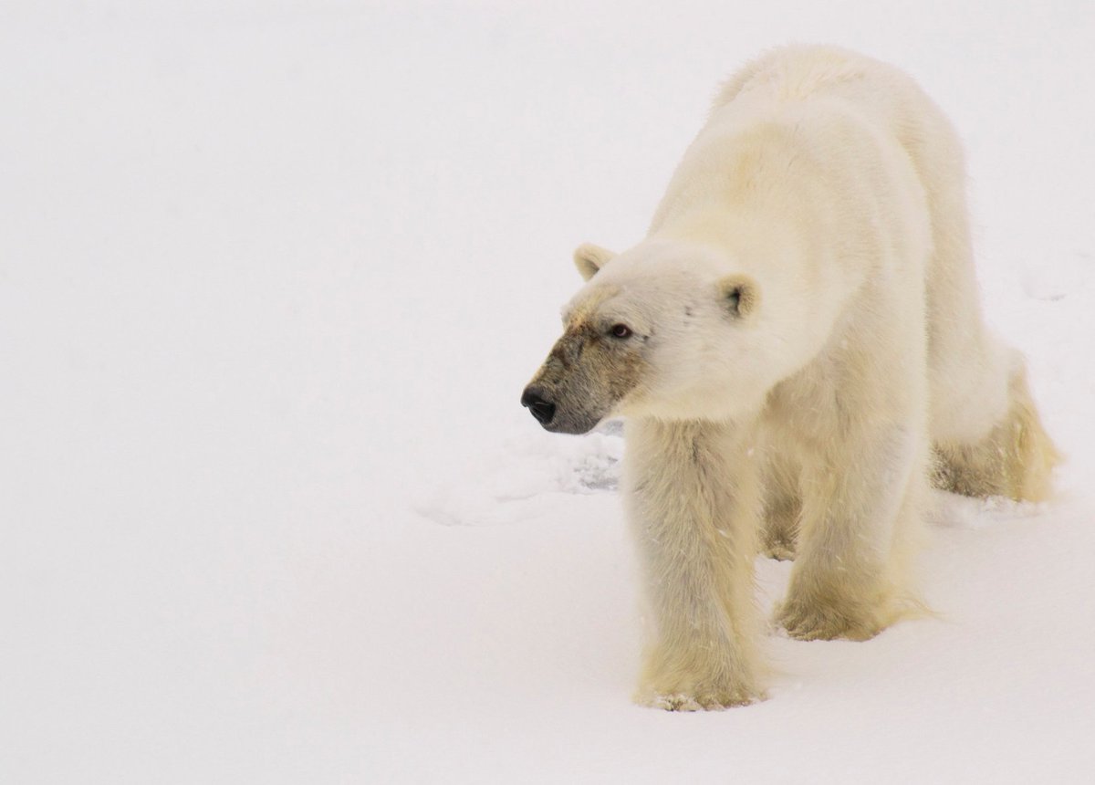 OliGalland's tweet image. Un grand marcheur sur la banquise du #Svalbard
#polarbear #nanoq @Grandsespaces #Spitzberg

 goo.gl/maps/AgwsEwikG…
