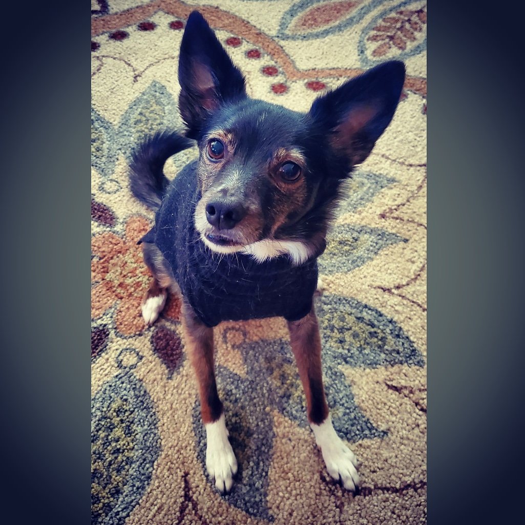 Crash Gregg tweet media