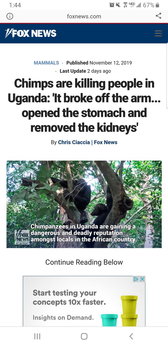 Mischief_Design's tweet photo. I'll say it once and I'll say it again.... they're coming for us and we arnt ready. A human cannot fight a chimp dont try argue with me. #chimps #chimpsvshumans https://t.co/ZvxFfocxGy