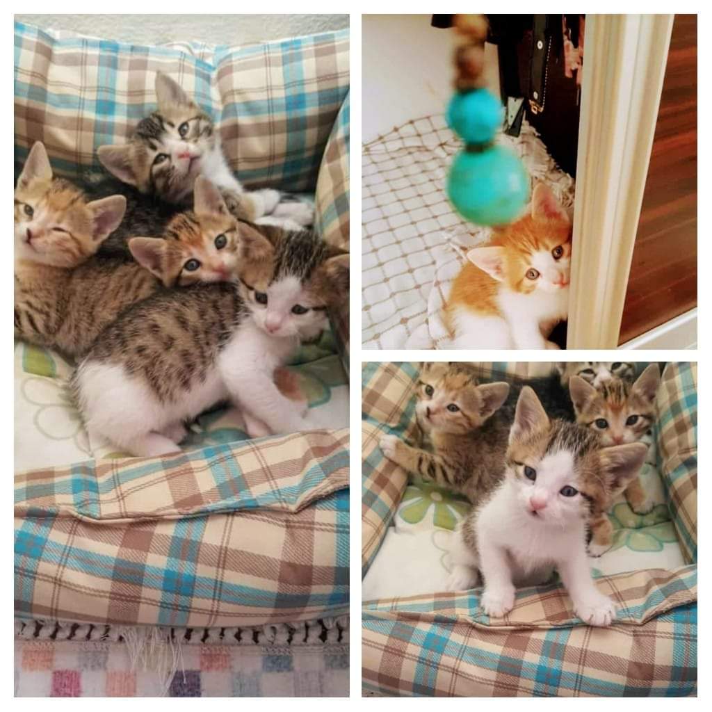 EVDE DOĞUP BÜYÜYEN MİNNAK BEBEKLERİMİZ YUVA BEKLİYOR EV NÜFUSU ÇOK FAZLA SEVGİYLE BAKACAK AİLESİ OLURMUSUNUZ? TAKİP ŞARTI İLE ÖMÜRLÜK YUVALARINI ARIYORLAR. 
ANTALYA 
İLETİŞİM: 0538 309 7390