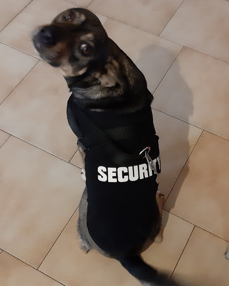 Watch out, Moka is in town! 😂😂😂❤❤❤