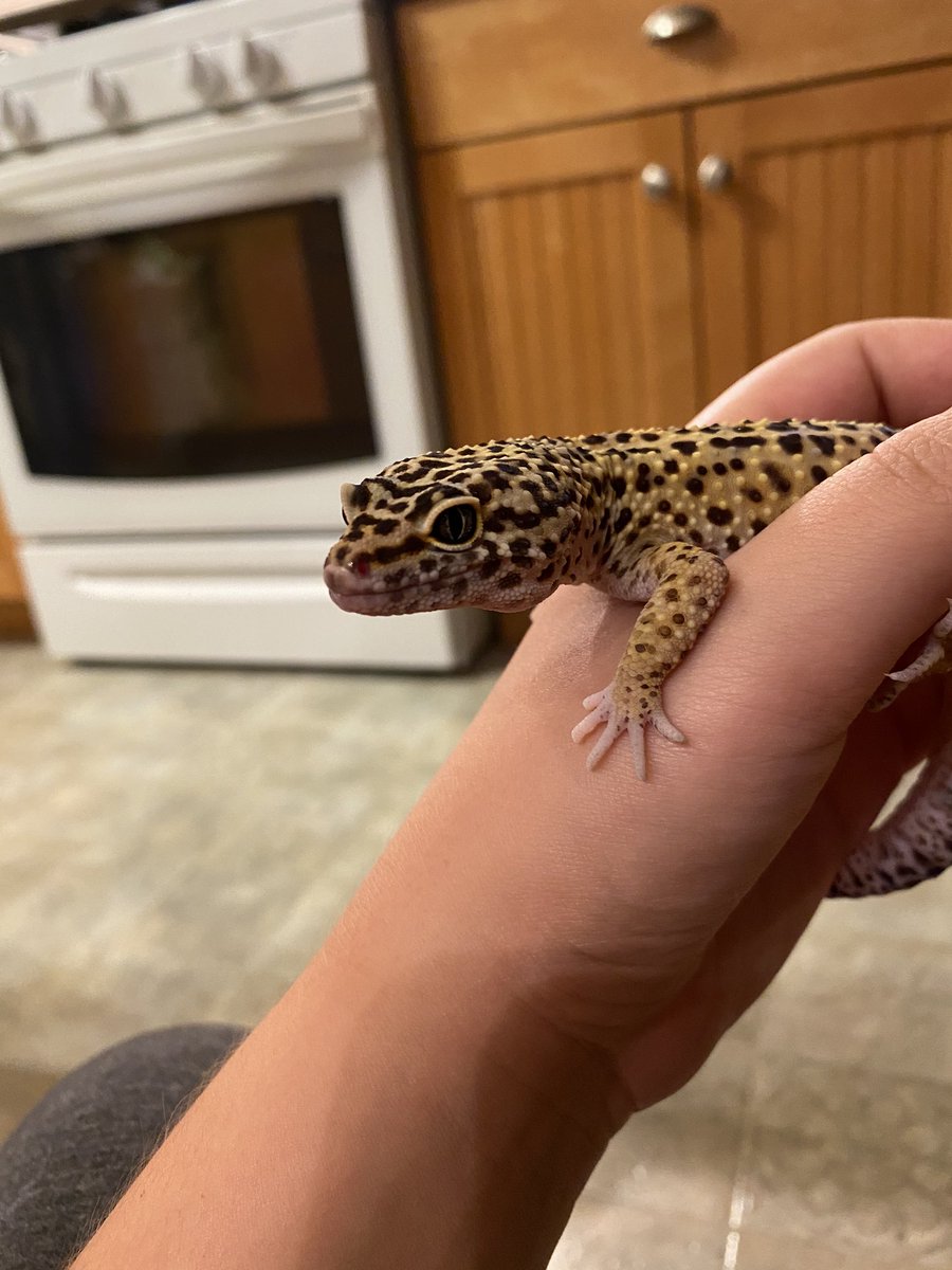 shoelace turns a year old today. baby’s birthday!!!