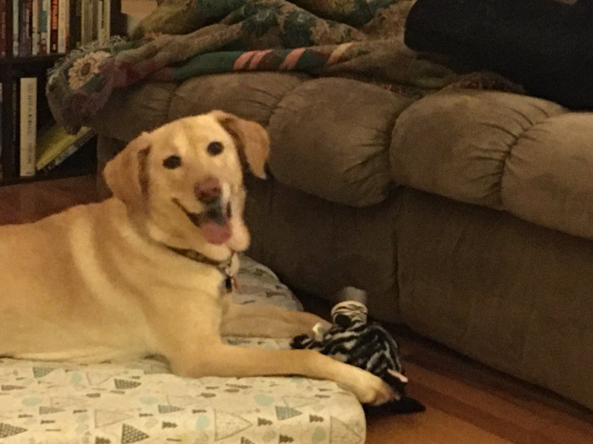 A happy dog with her zebra toy