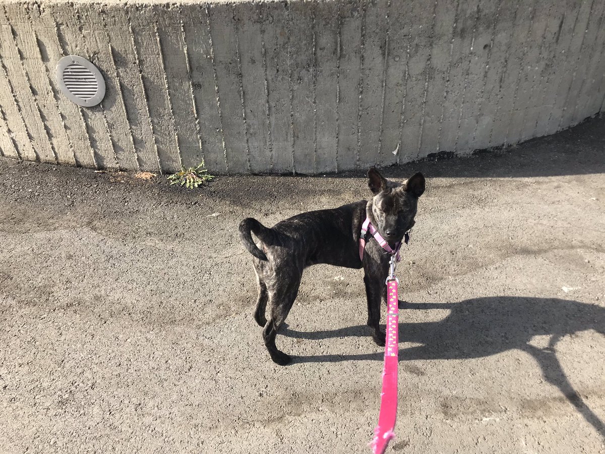 ashleyfatale's tweet image. Got to go for a walk with this cutie today 😆💕 #dogsoftwitter #2cute