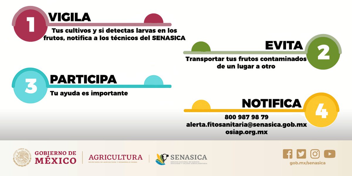 SENASICA's tweet photo. Existen plagas que dañan tus cultivos de frutas y hortalizas como la mosca del Mediterráneo. Sigamos trabajando para prevenir y combatir esta plaga https://t.co/9Qztq1EFRc