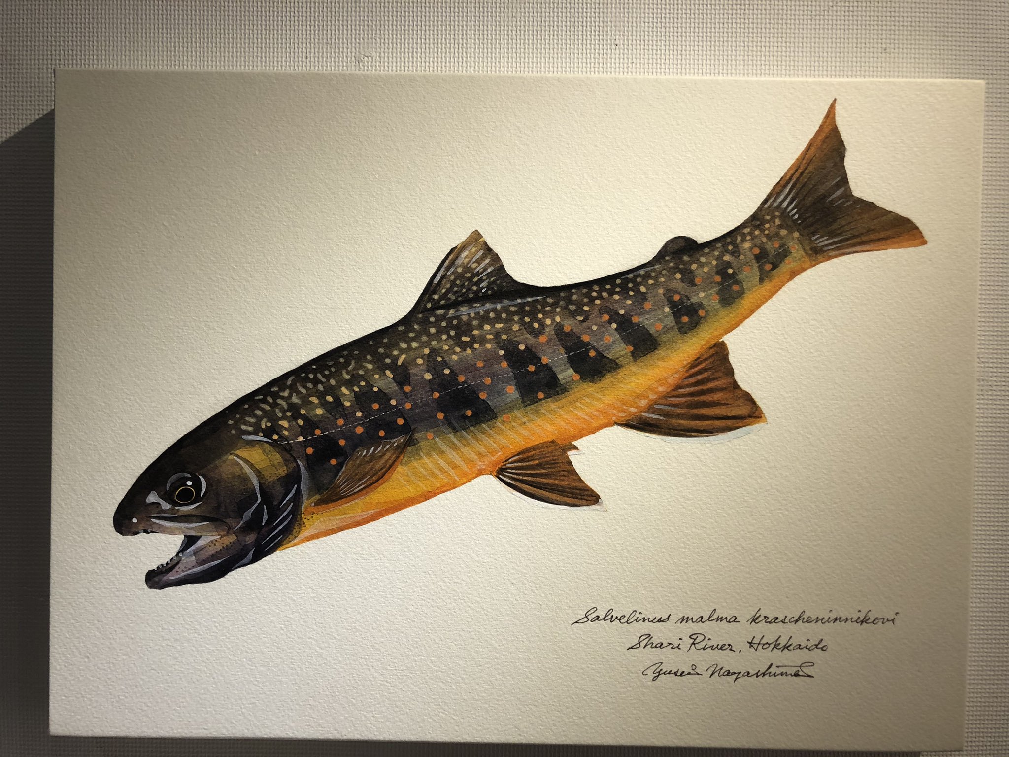 さかな芸人ハットリ 昨日は魚好き仲間である魚譜画家 長嶋祐成さんの個展にお伺いしました どの魚の絵もまるで生きているようです そしてオショロコマの色味がたまらない 日曜日まで五反田 品川近くのgallery1にて開催中なので皆様是非とも