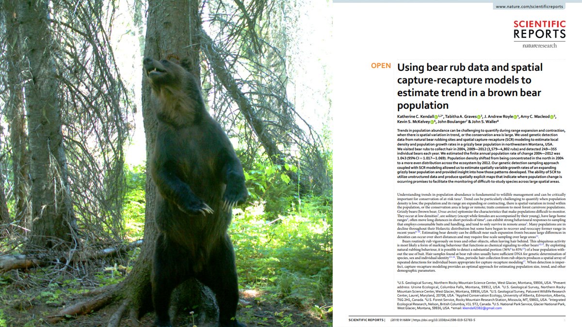 amymacbiologist's tweet photo. Our #grizzlybear paper is out today!
Used #DNA data from #bear #rubtree & #spatial #capturerecapture (SCR) modeling to estimate local density & #populationgrowthrate in the Northern Continental Divide Ecosystem grizzly bear population in nw #Montana, USA
https://t.co/FfL74FKpI4 https://t.co/IX8JqIkppD