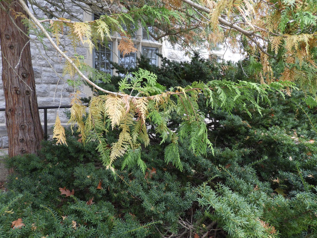 Mary Ann Hansen tweet media