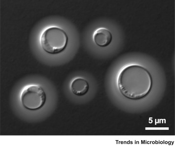 ubcmsl's tweet image. Cryptococcus neoformans is the &quot;Microbe of the Month&quot; in Trends in Microbiology. 

Short article by @Francois_Mayer1 and Jim Kronstad. 

#KronstadLab #fungalpathogen #ubcmsl @CellPressNews cell.com/trends/microbi…