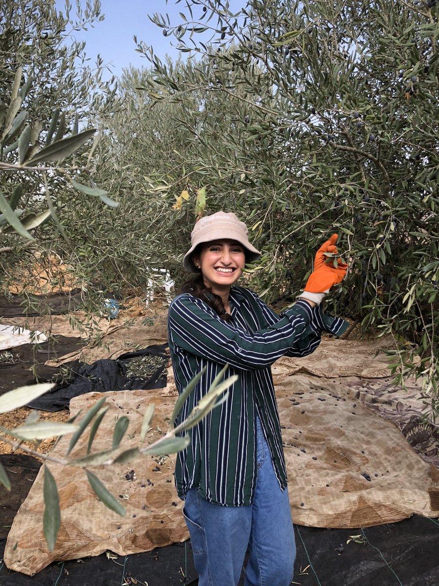 I had the most amazing day picking olives with my family, was my first time being in Palestine during the olive harvest season and it meant so much to be a part of it