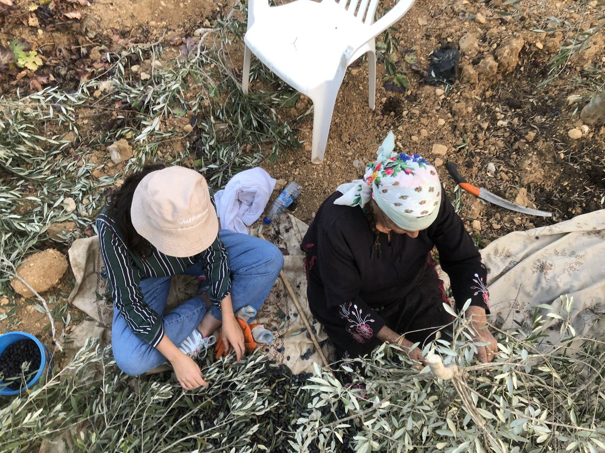 I had the most amazing day picking olives with my family, was my first time being in Palestine during the olive harvest season and it meant so much to be a part of it