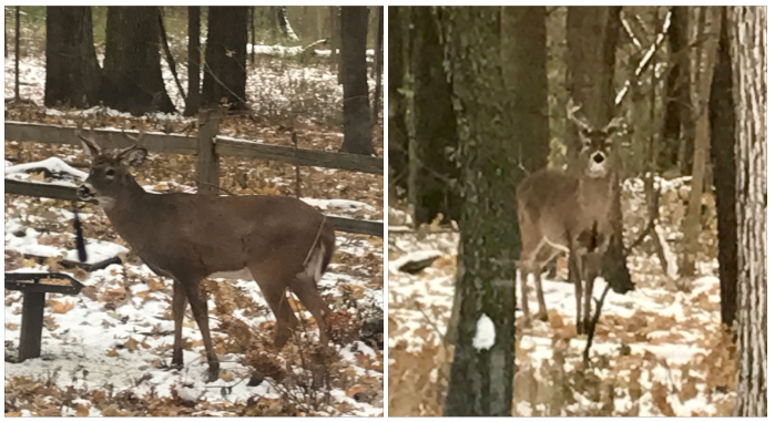 Look who swung by the Nature Center today! C'mon out, there's so much to see and explore!

Read more about what we have to offer here: bit.ly/378KF7W.

🎅🦌