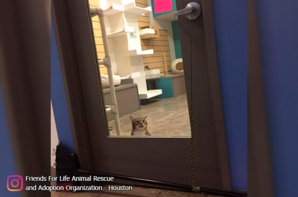 Conozca a Quilty, el ‘gato fugitivo’ que lucha contra las puertas cerradashttp://bit.ly/353qw1w