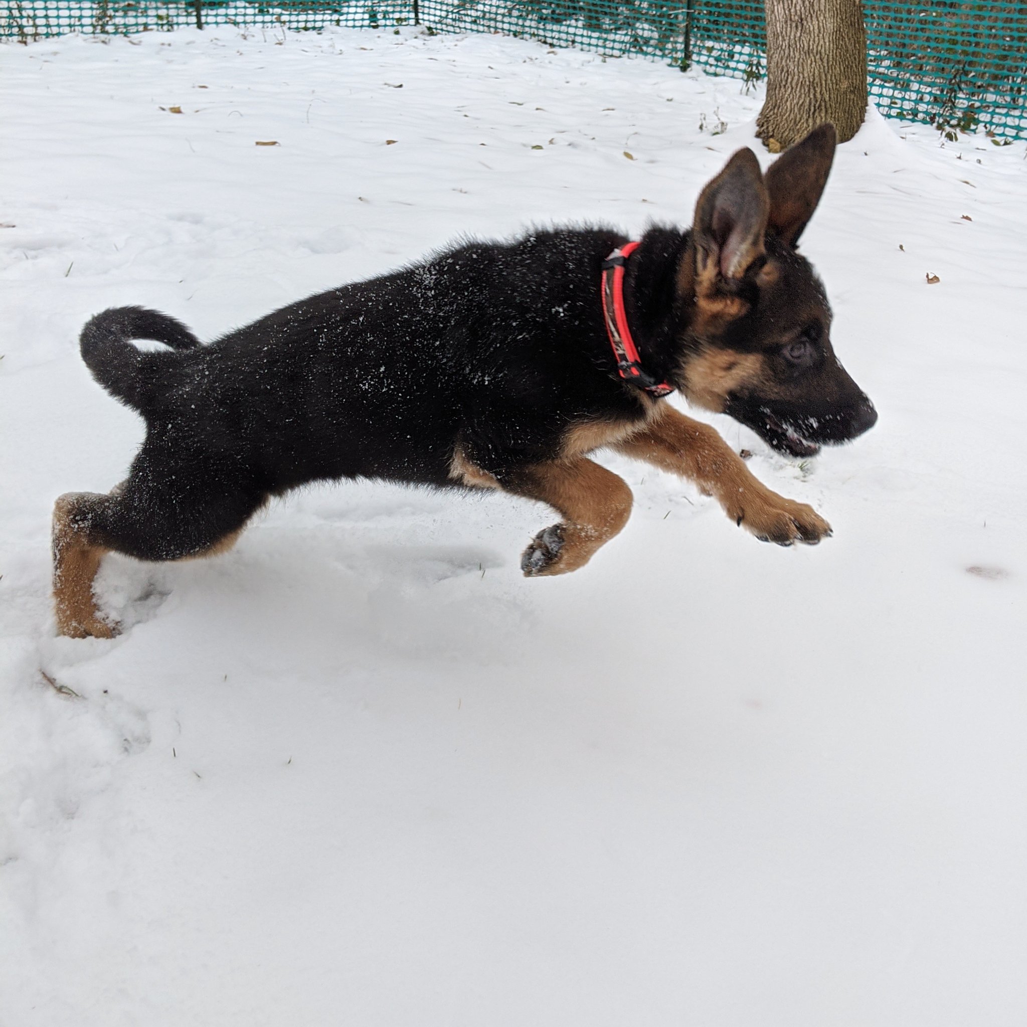 Von der hotsell stadtrand german shepherds