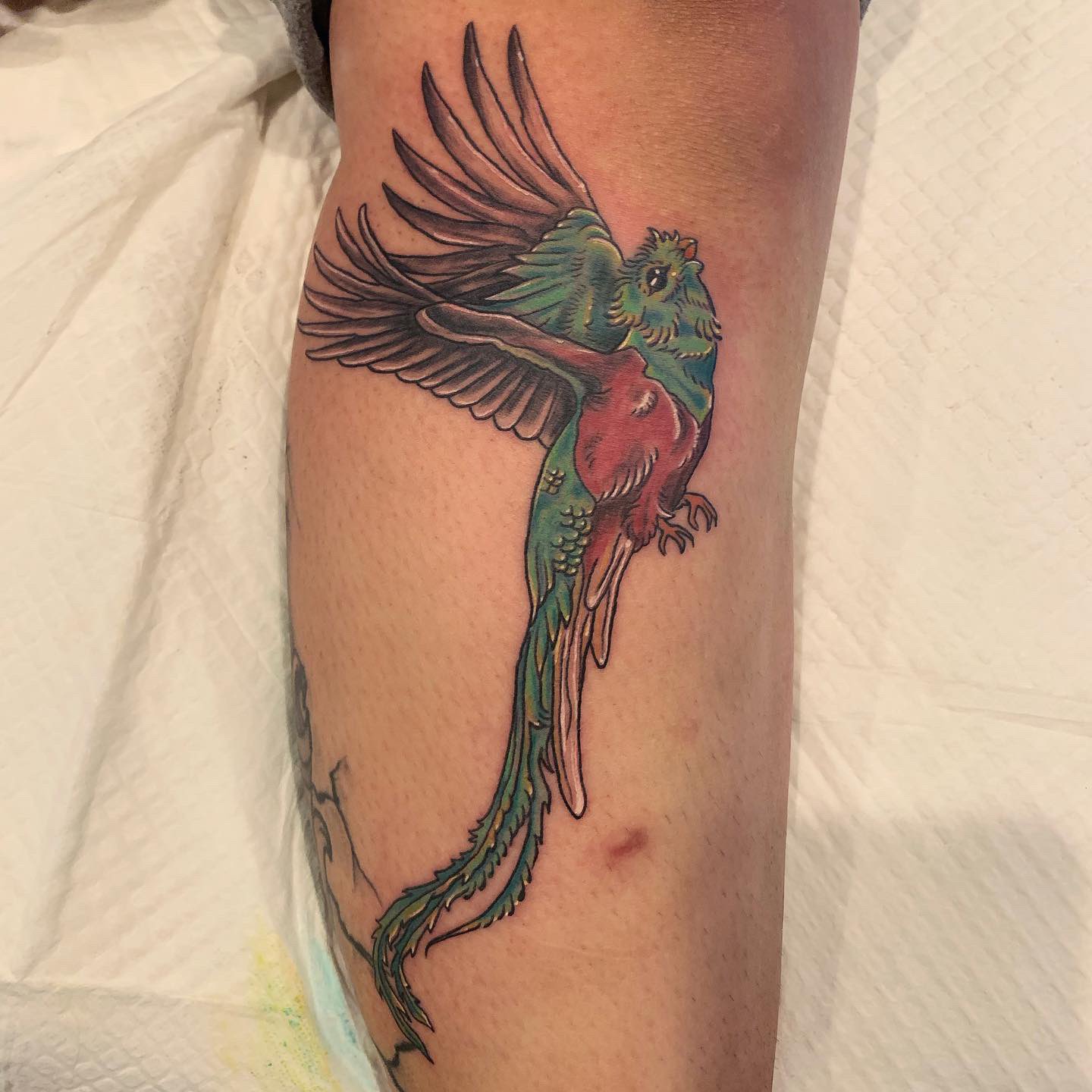 guatemala bird tattooTikTok Search