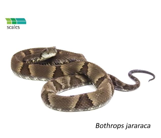 Scales of biodiversity tweet media