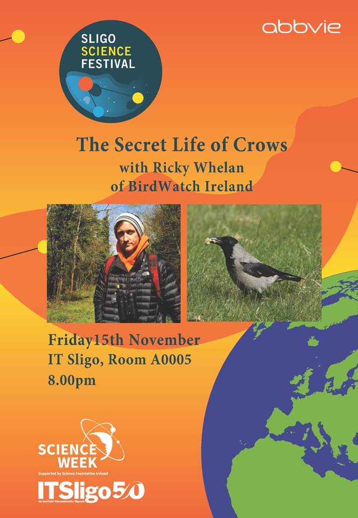 Rook - BirdWatch Ireland