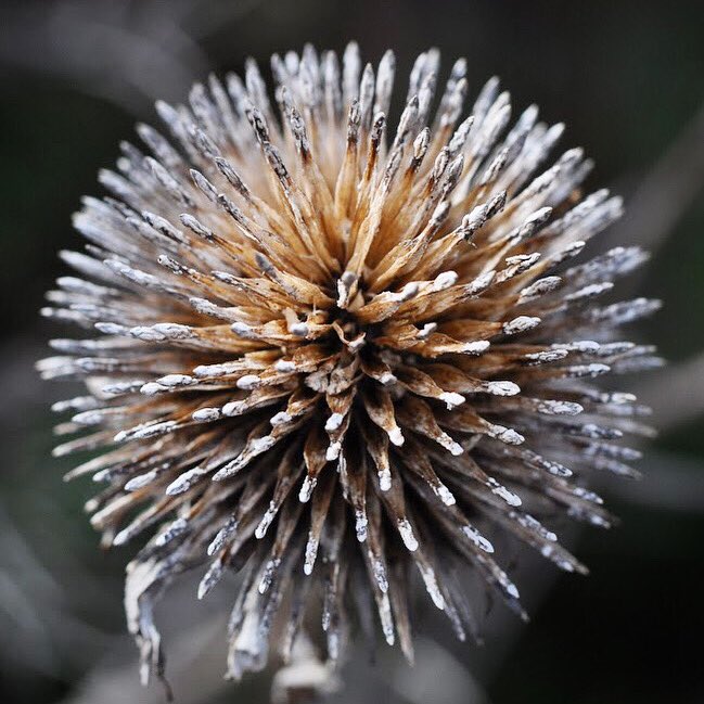 Geometric marvel, goldfinch buffet...purple coneflower (Echinacea purpurea) seed heads do it all! If you're not used to leaving seed heads up, it can be an adjustment. But it's worth it: let your native plants be this winter and you'll be providing food and habitat for wildlife!