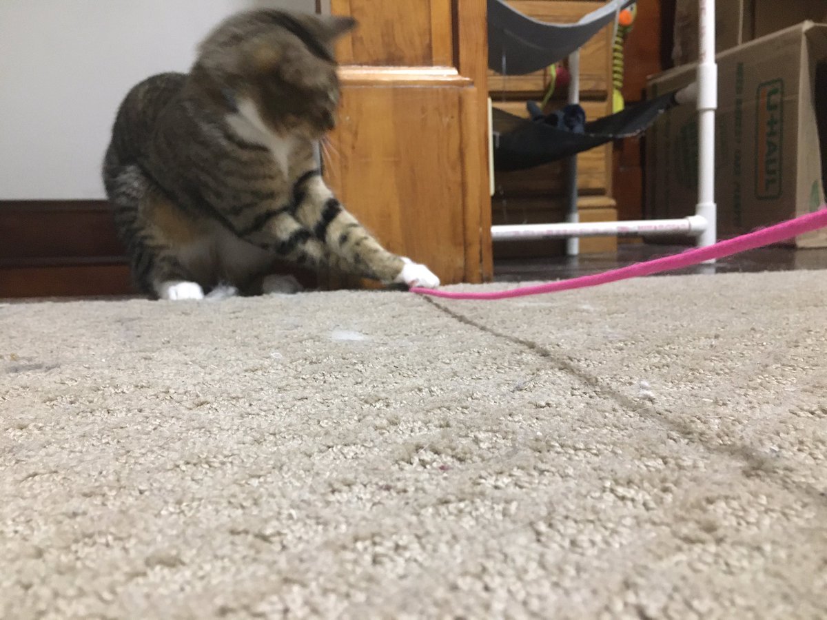 Iz goin 2 getz datz string!' Iz goin 2 show itz whose boss!! ~Sophie