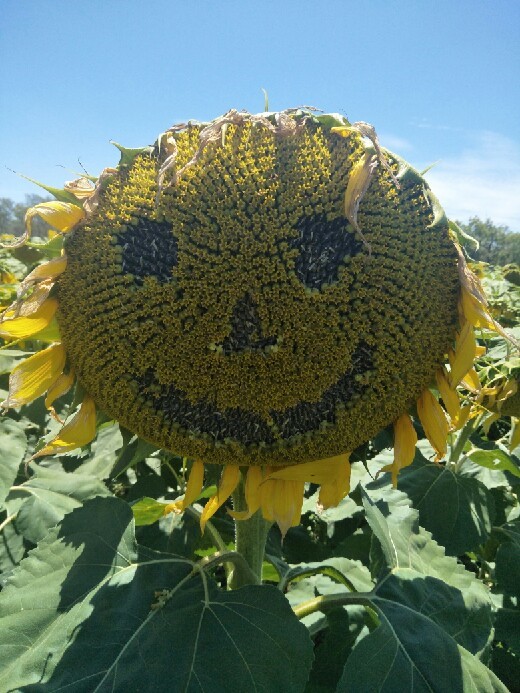 Happy Friday ! Thanks to <a href="/Savannah/">s</a> Ag Consulting for this smiley sunflower.  <a href="/TonyMatchett/">Anthony Matchett</a> &amp; his team are working on our oilseed project ow.ly/bc2B50xboPW <a href="/MsKristin_N/">Kristin</a> @roseycatherine <a href="/jedmatz/">Jed Matz</a> <a href="/IndustryGovAu/">Department of Industry, Science and Resources</a> #agresearch #developingnorthernaustralia