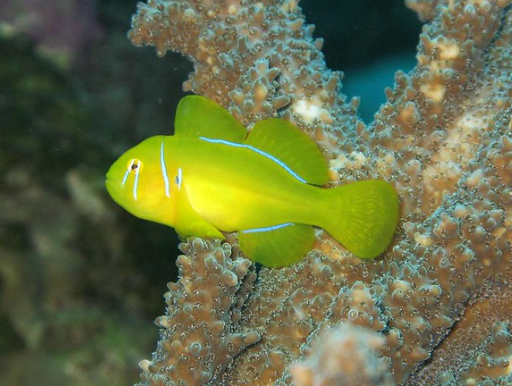 MyAquariumDepot's tweet photo. Lemon coral goby by Silke Baron License = Attribution 11.14.2019
#reefaquarium #pods #sealife
#saltwateraquarium #saltwater
#nuisancealgae #seahorse https://t.co/DE6mRVfWsp https://t.co/32CydWxGoj