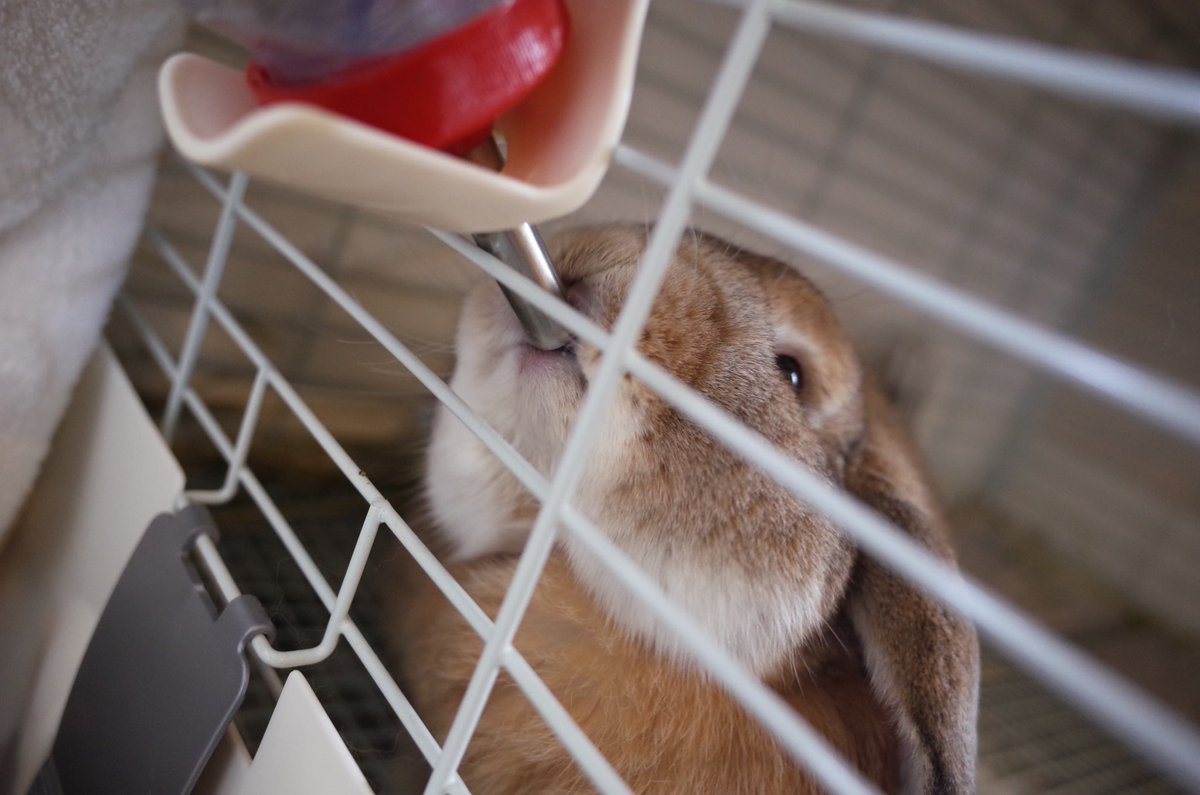 うさぎのうーすけ U Suke Mama Twitter