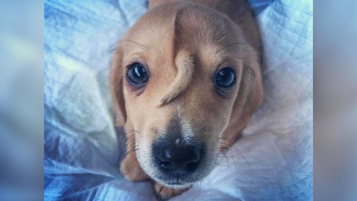 🦄 Este cachorro ‘unicornio’ causa sensación en Internet https://cnn.it/2XjH1Uy