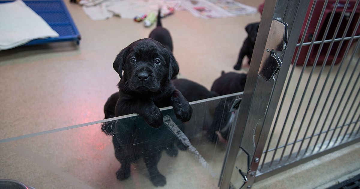GuidingEyes's tweet image. A very special litter of #Puppies is about to join the Guiding Eyes family, and we need your help in choosing the H Litter’s names!
Submit your favorite H name: surveys.signforgood.com/geb-puppyname-…
📷: @zoeisyourlove