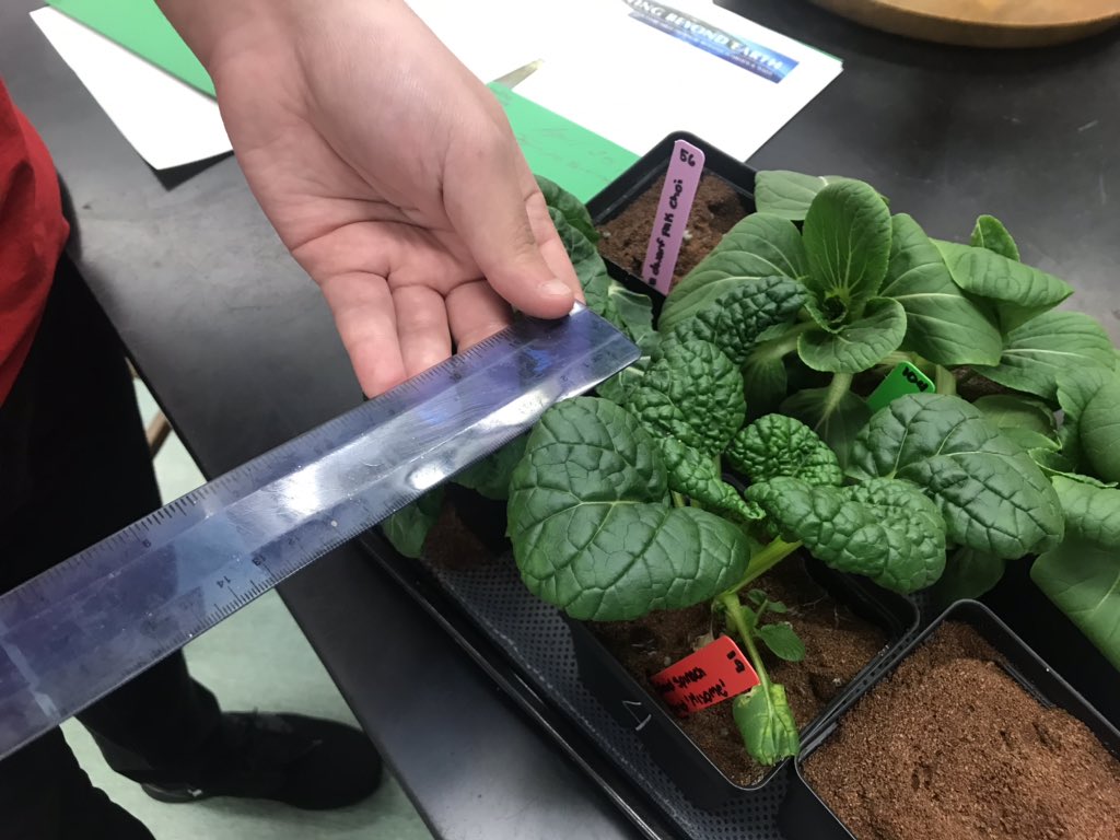 HJ_killian's tweet photo. @HJ_killian @GrowBeyondEarth Measuring on harvest day. Will mass total and edible mass. Spinach tolerates dry condition best. Pac choi not so much. https://t.co/iINhGZRlM1