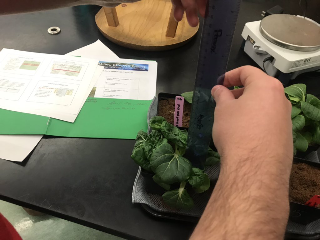 HJ_killian's tweet photo. @HJ_killian @GrowBeyondEarth Measuring on harvest day. Will mass total and edible mass. Spinach tolerates dry condition best. Pac choi not so much. https://t.co/iINhGZRlM1