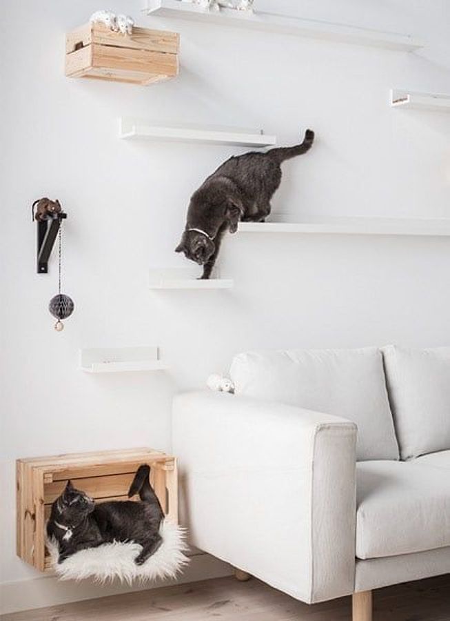 Should AquaClimb get into the cat climbing wall business? Comment below what you think:
ow.ly/qTdE50vPvYT